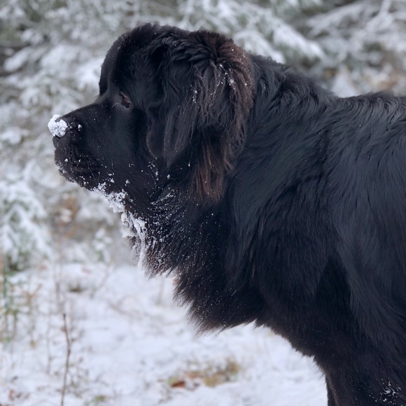 Meet your Posher, Alexandra (Alexia) - Picture 3 of 13